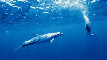 The Beauty Beneath: Discovering Marine Life through Diving